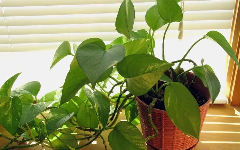 Giới thiệu về cây trầu bà leo