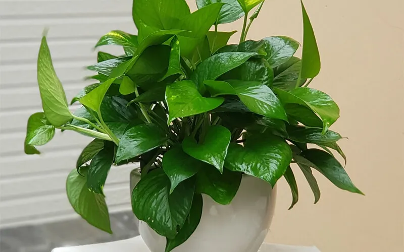 Đặc điểm phân loại cây trầu bà leo