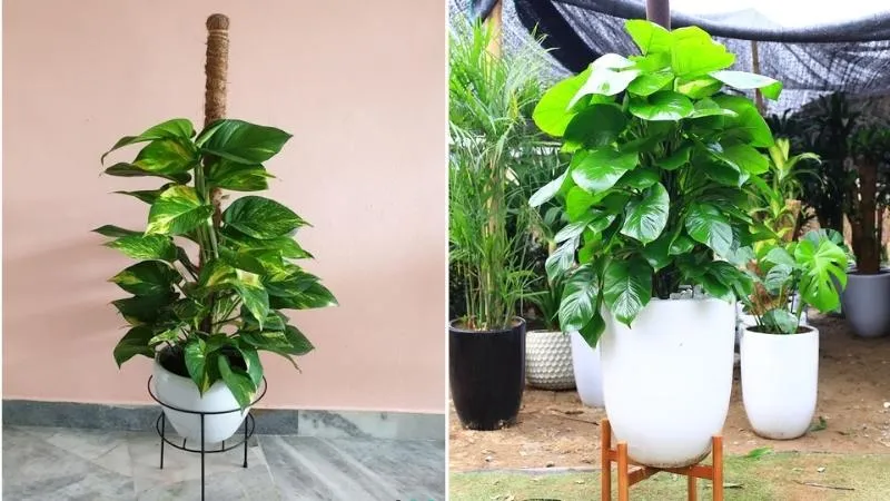 Hình ảnh đẹp về cây trầu bà leo