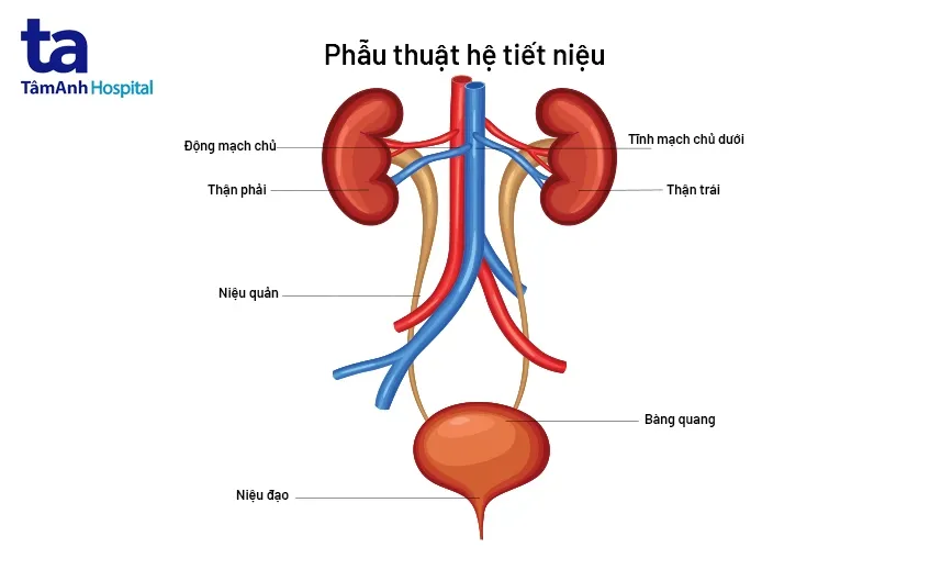 Dấu hiệu tiểu ra máu có thể xuất phát từ các tổn thương thực thể ở hệ tiết niệu như thận hoặc bàng quang