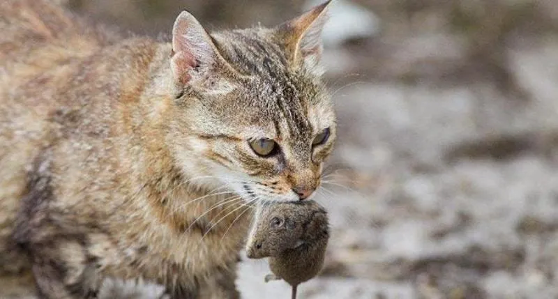 danh-con-so-nao-voi-giac-mo-meo-can