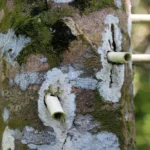 Cấu tạo trầm hương trên thân cây Dó Bầu tạo nên giá trị y học và phong thủy