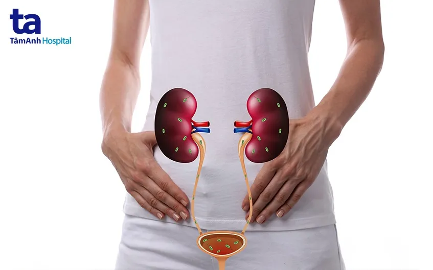 Thận đóng vai trò quan trọng trong việc lọc máu và điều hòa dịch tiết trong cơ thể con người