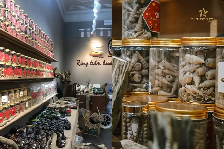 Rừng Trầm Hương - Địa chỉ bán nụ trầm hương uy tín tại Hà Nội