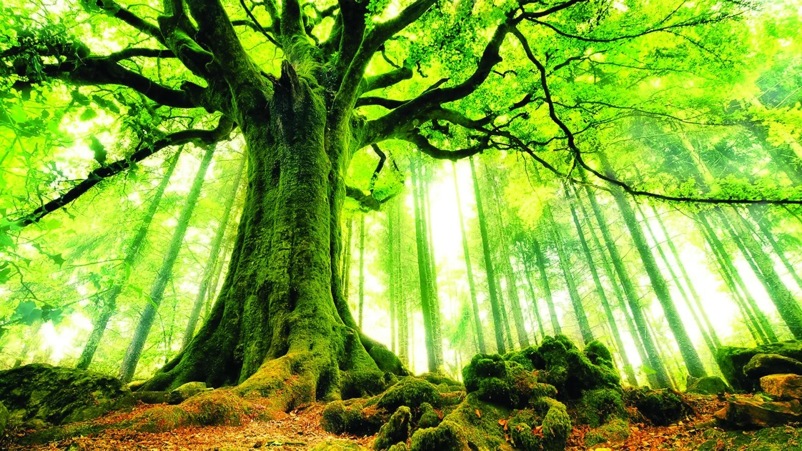 Người mệnh Mộc với khát khao vươn lên mạnh mẽ trong mọi hoàn cảnh khó khăn