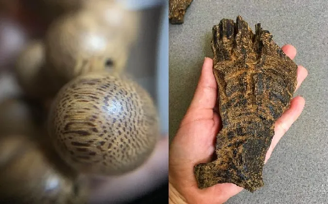 Khối gỗ trầm hương tự nhiên chứa hàm lượng tinh dầu cao rất quý hiếm