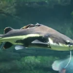 Giấc mơ thấy đi câu cá mang nhiều thông điệp tâm linh