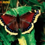 giai ma giac mo thay buom va con so may man