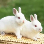 Giải mã giấc mơ thấy thỏ trắng trong văn hóa tâm linh Việt Nam