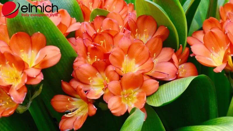 Hình 9: Lan Quân Tử - Biểu tượng của sự chính trực và kiên cường