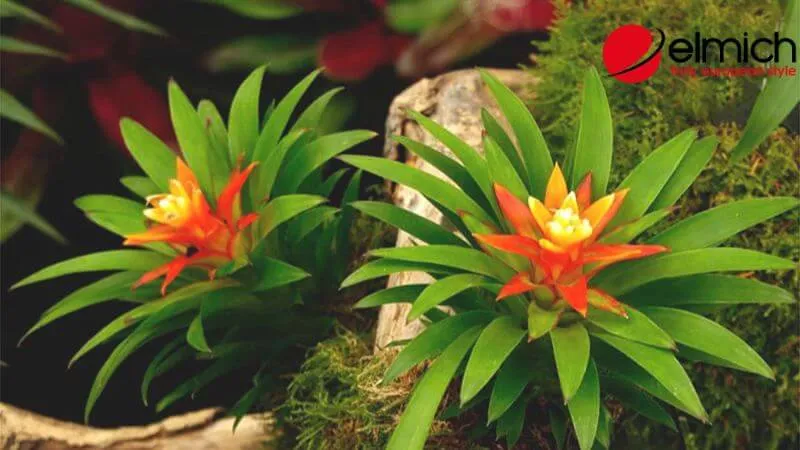 Hình 10: Phong Lộc Hoa rực rỡ như ngọn đuốc mang lại hy vọng