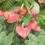 Cây Hồng Môn mang lại vẻ đẹp rực rỡ và may mắn cho gia chủ mệnh Hỏa