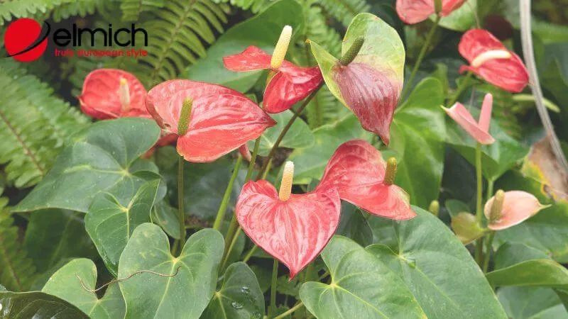 Cây Hồng Môn mang lại vẻ đẹp rực rỡ và may mắn cho gia chủ mệnh Hỏa