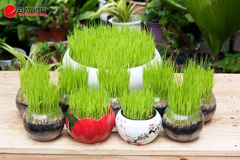 Cây cảnh mang lại sự thông thoáng nảy mầm cho mệnh Thủy