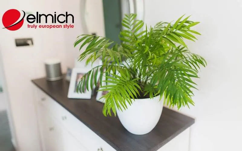 Hình 6: Cau Tiểu Trâm giúp lọc sạch không khí và ngăn chặn vận xui