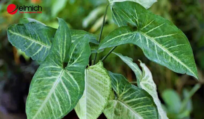 Không gian xanh hài hòa cho gia chủ hành Thủy