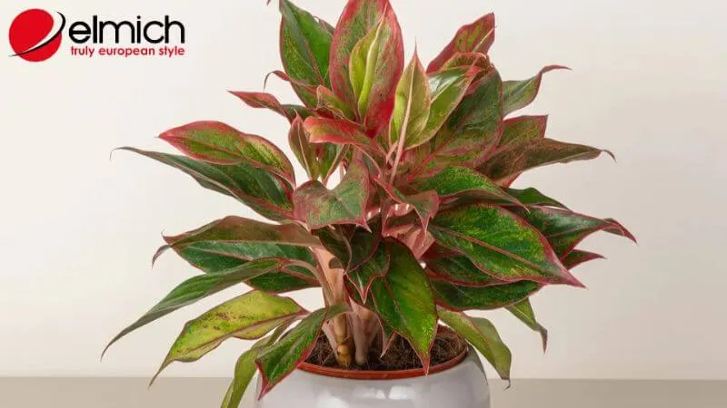 Hình 4: Cây Phú Quý giúp nâng cao vượng khí cho chủ nhân mệnh Hỏa