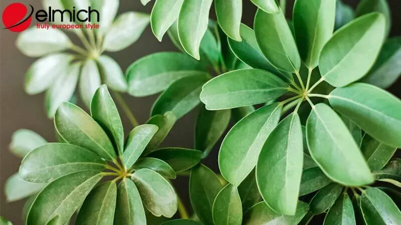 Hình 7: Ngũ Gia Bì biểu trưng cho sự hòa thuận và phát triển bền vững