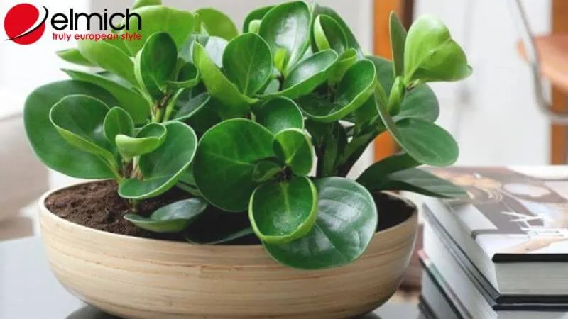 Hình 12: Trường Sinh mang lại năng lượng tái tạo và sức khỏe