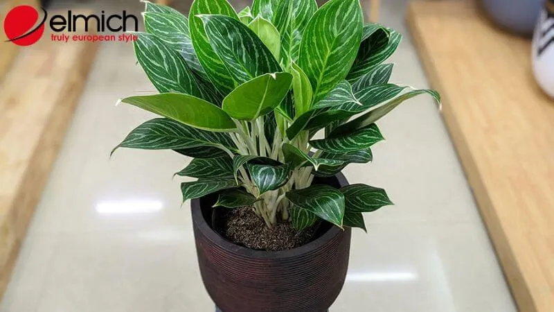 Hình 8: Cây Bạch Mã Hoàng Tử mang lại vẻ sang trọng cho không gian sống