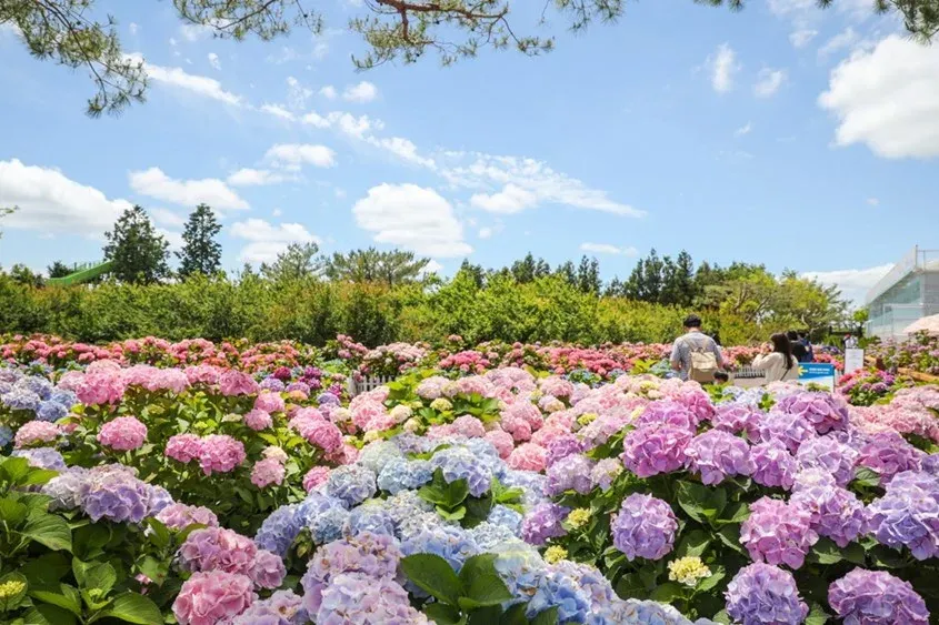 Hoa cầm tú cầu xanh dương