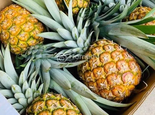 Quả dứa với những mắt quả tượng trưng cho sự quan sát tinh tường của bề trên