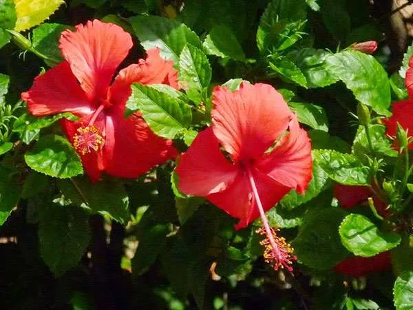 Hoa râm bụt không nên dùng để cắm bàn thờ