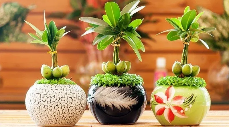 Trồng hoa Kim Quế giúp điều hòa không khí và tăng cường vượng khí hành Kim