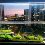 Đặt bể cá trong nhà có giá trị phong thủy như thế nào?