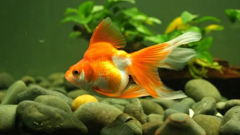 Nuôi cá phong thủy theo mệnh