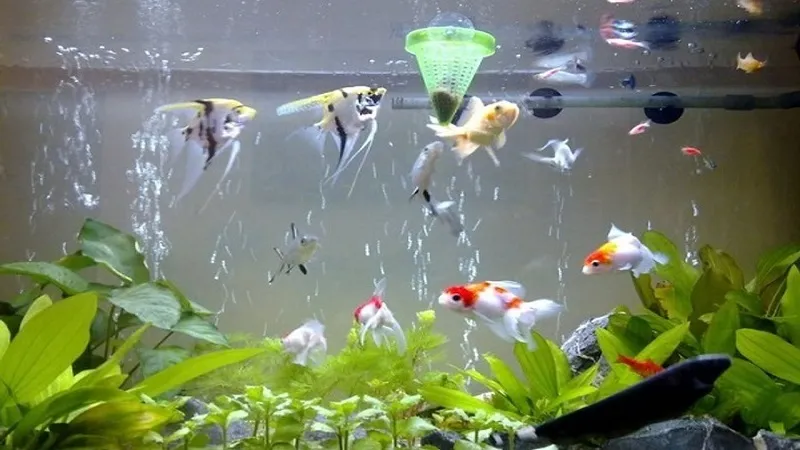 Số lượng cá nuôi theo phong thủy