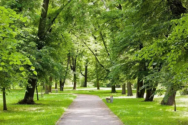 Người mệnh Mộc mang năng lượng sinh trưởng mạnh mẽ