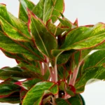 Cây phú quý có hợp mệnh thổ không - 2