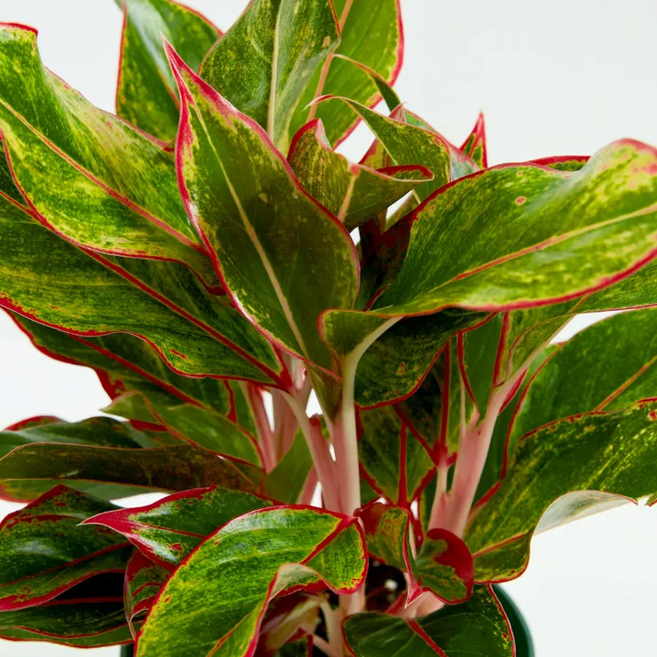 Cây Phú Quý Có Hợp Mệnh Thổ Không? Giải Đáp Chi Tiết 2026 17 Cây phú quý có hợp mệnh thổ không - 2