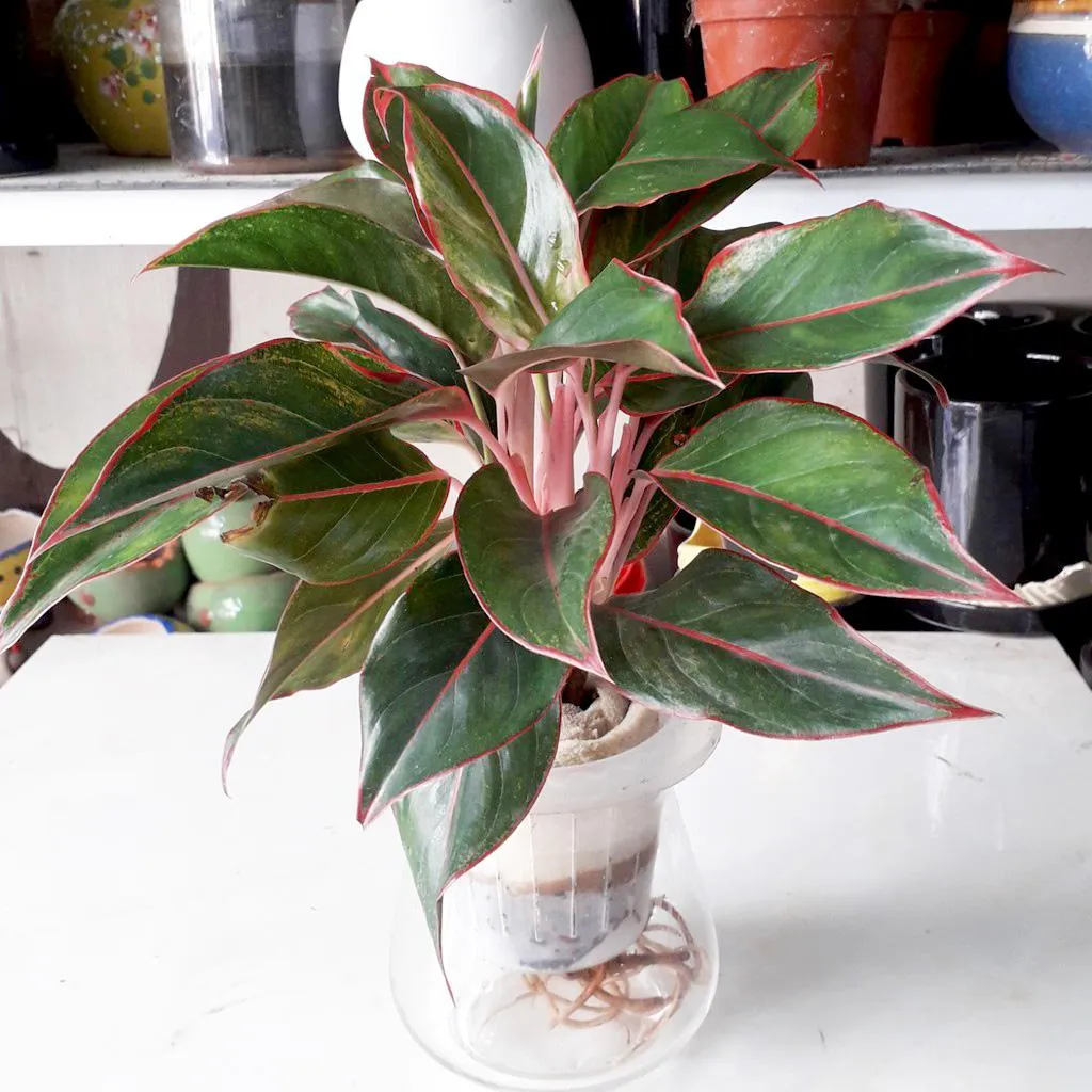 Cây phú quý có hợp mệnh thổ không - 14