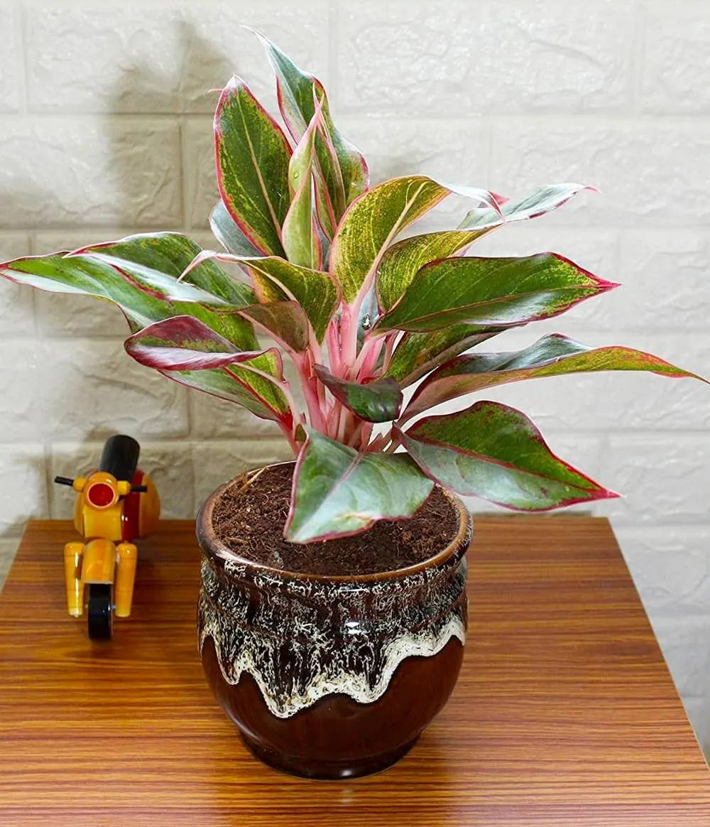 Cây phú quý có hợp mệnh thổ không - 18