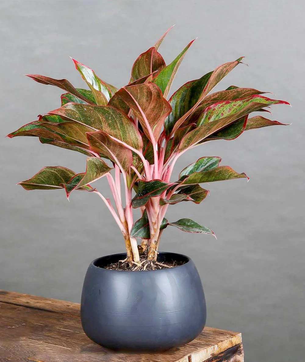 Cây phú quý có hợp mệnh thổ không - 16