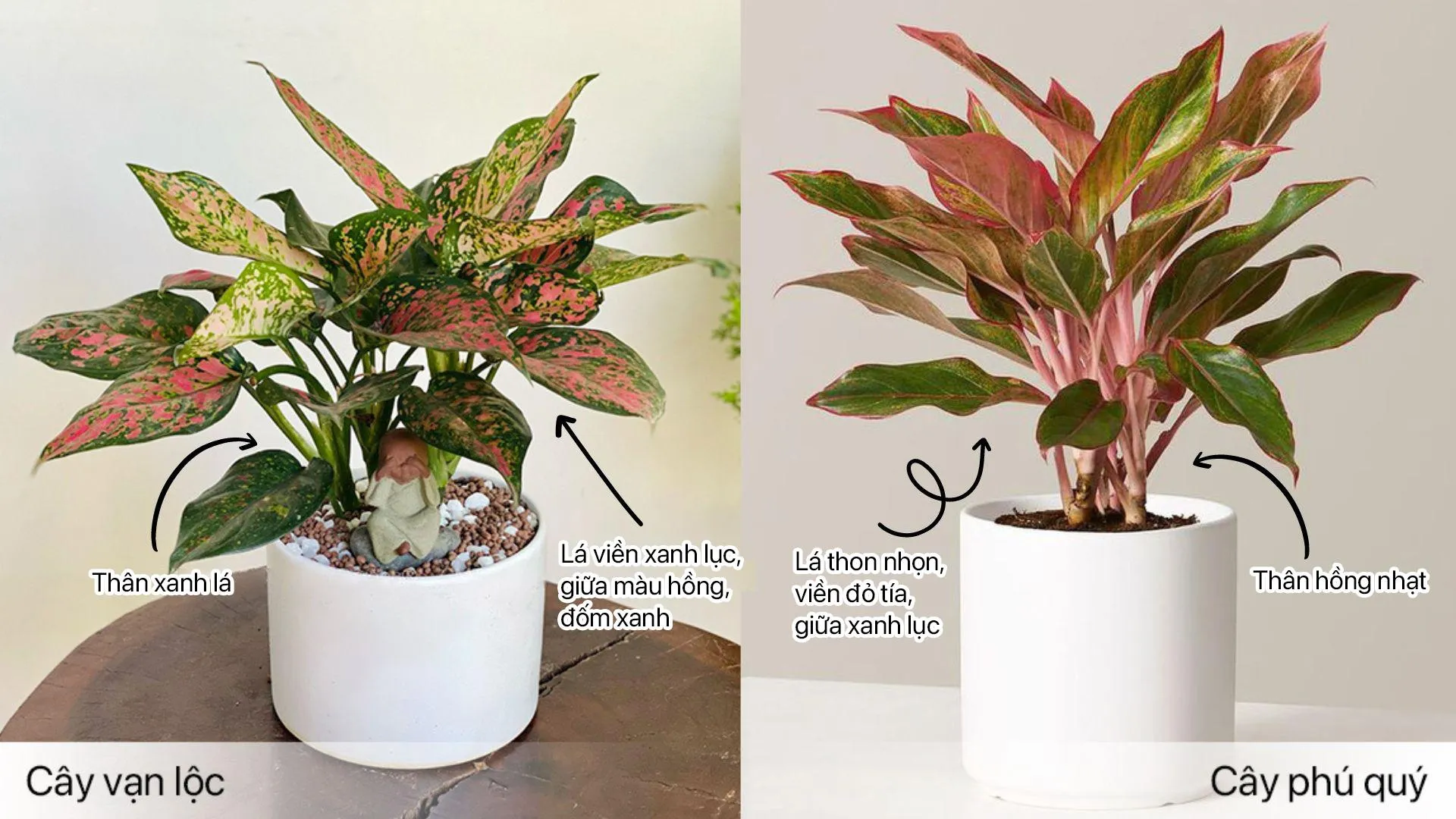 Cây phú quý có hợp mệnh thổ không - 12