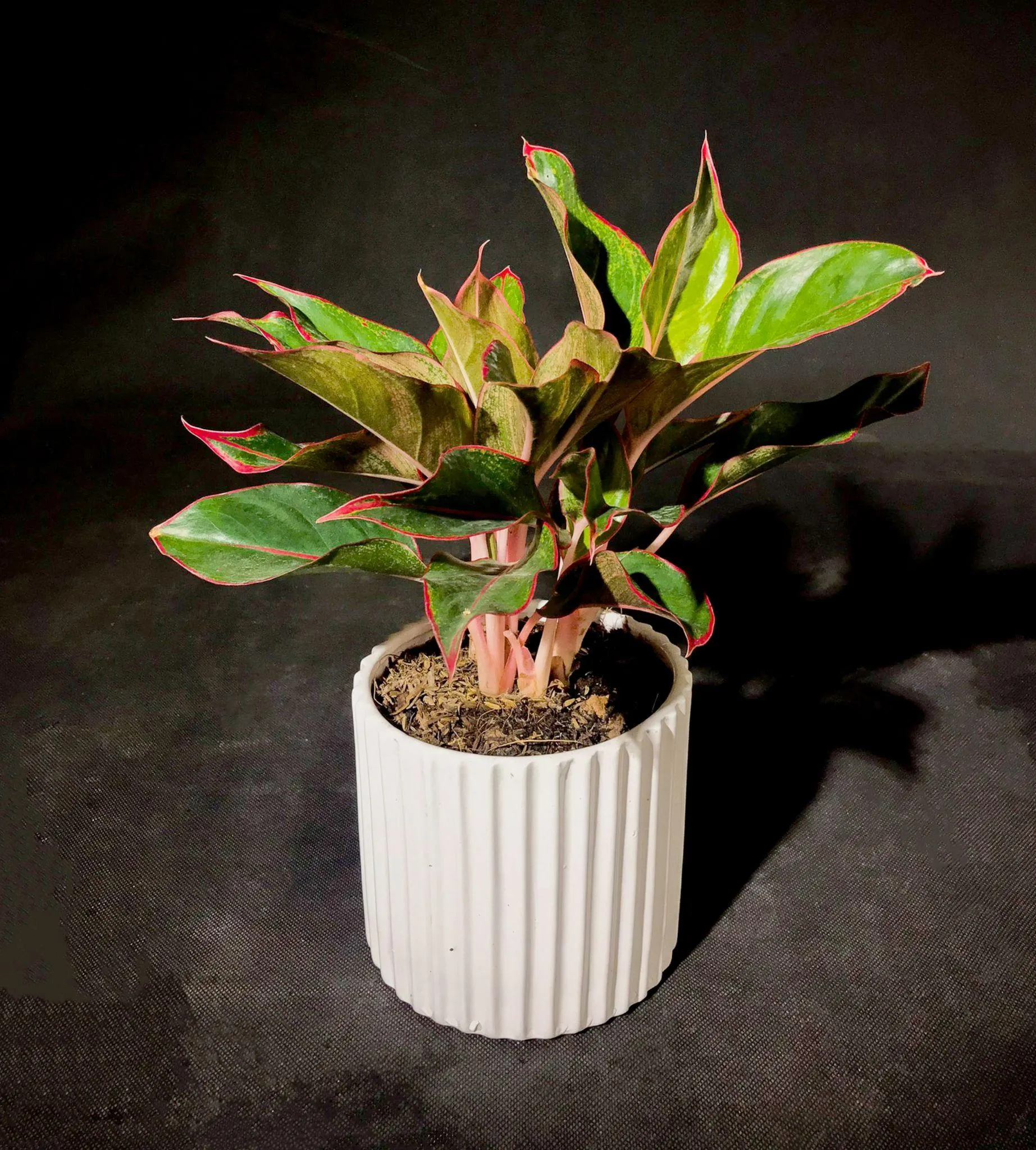 Cây phú quý có hợp mệnh thổ không - 17