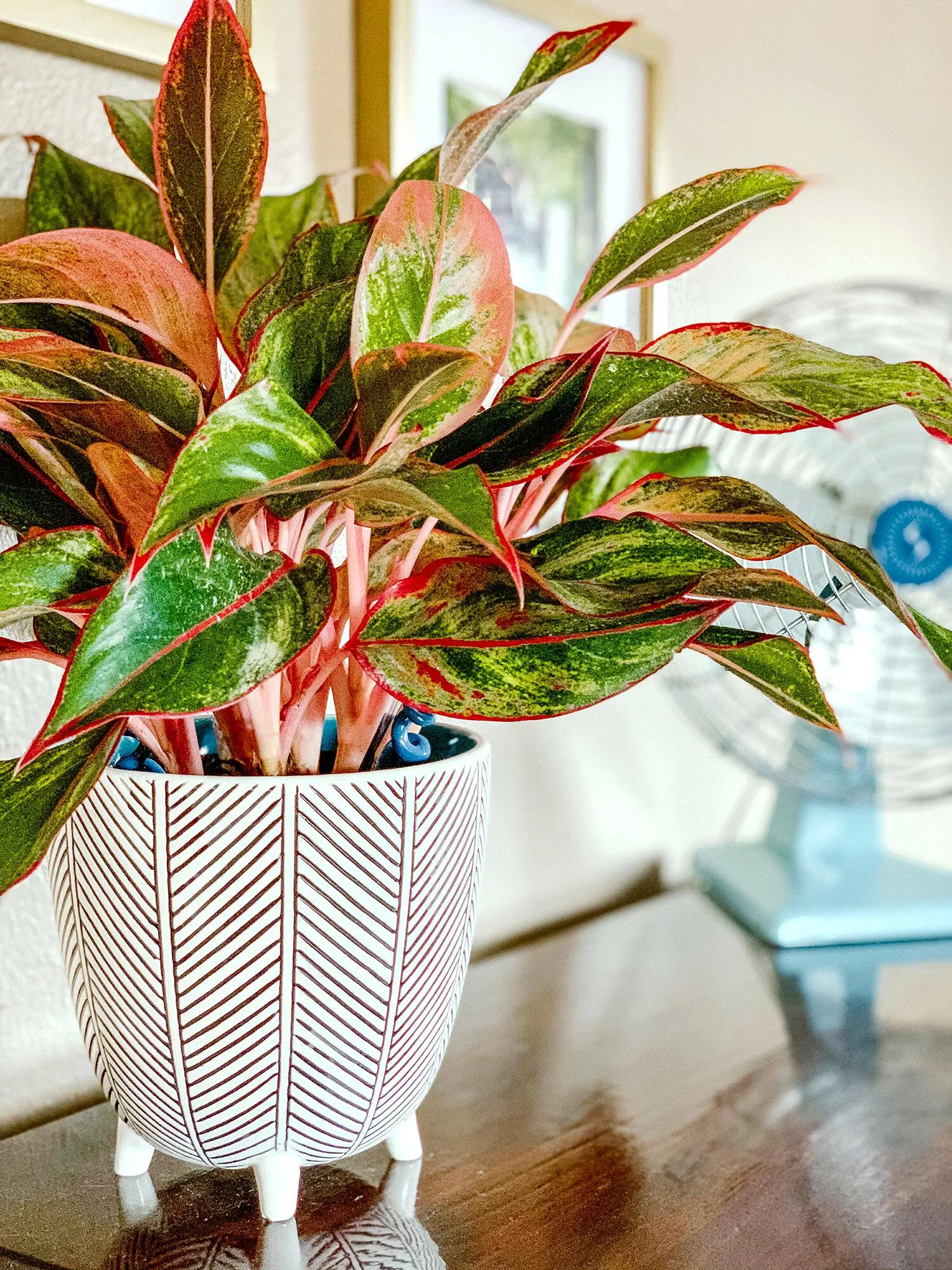 Cây phú quý đề bàn