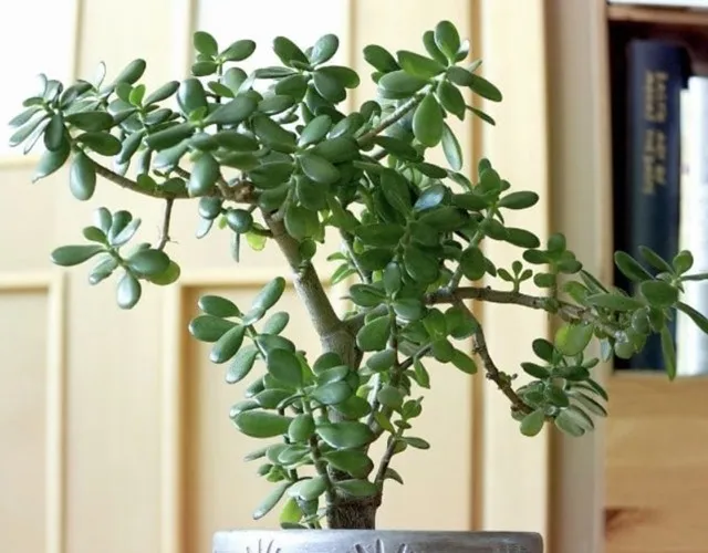 Trồng cây Ngọc Bích trong nhà giúp thanh lọc không khí và trang trí cảnh quan thêm sinh động và mát mắt