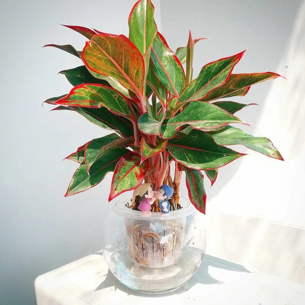 Cây phú quý có hợp mệnh thổ không - 10