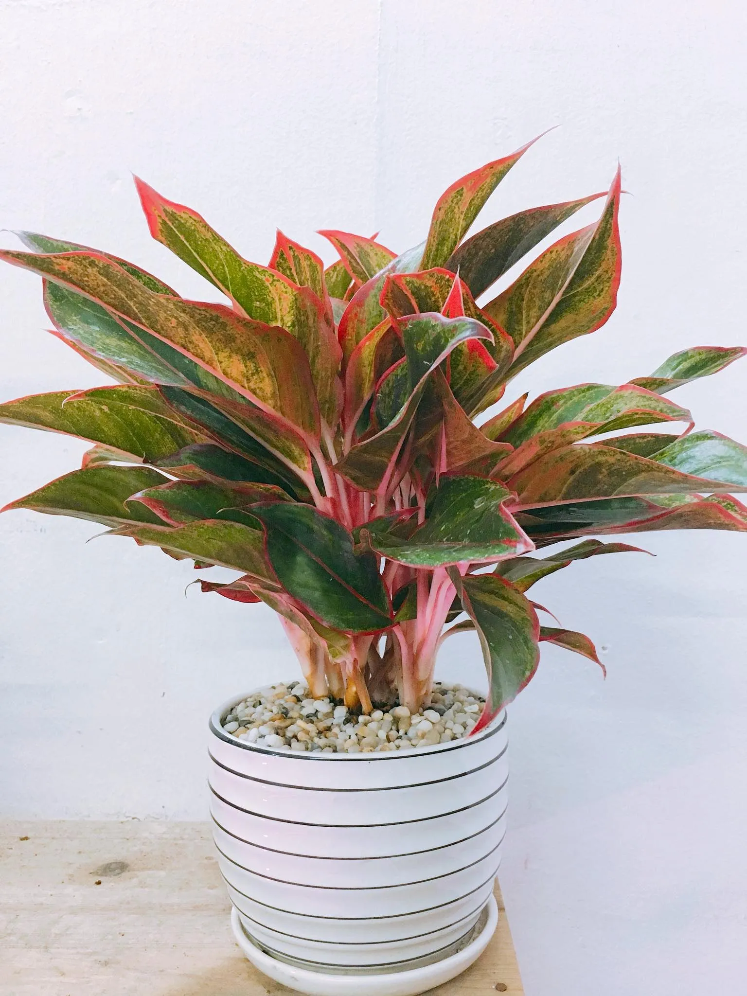 Cây phú quý có hợp mệnh thổ không - 20