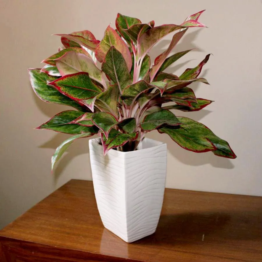 Cây phú quý có hợp mệnh thổ không - 19