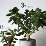 Cây Ngọc Bích trồng 1.5 năm và hơn 3 năm