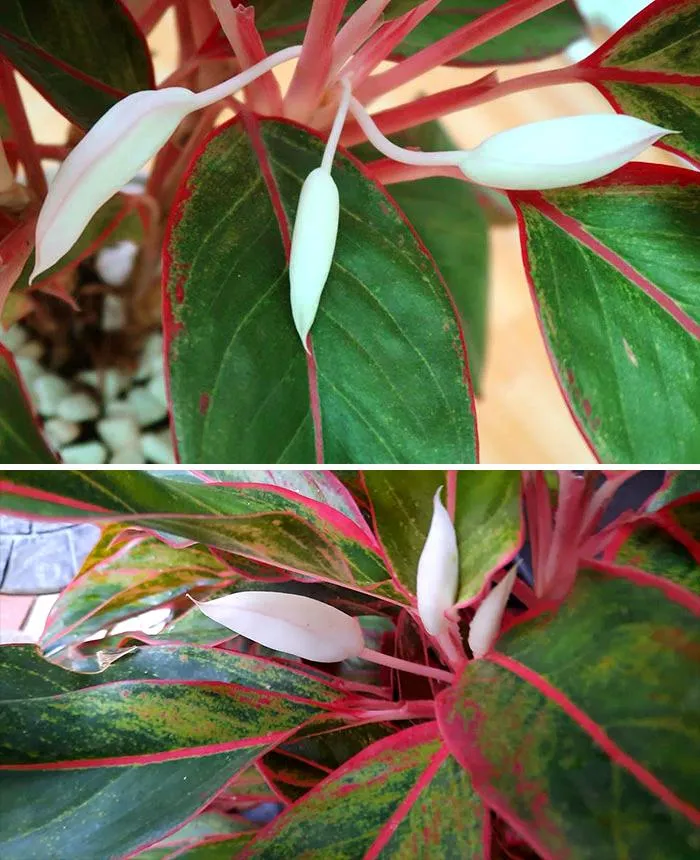 Hình ảnh cây phú quý ra hoa đẹp mắt