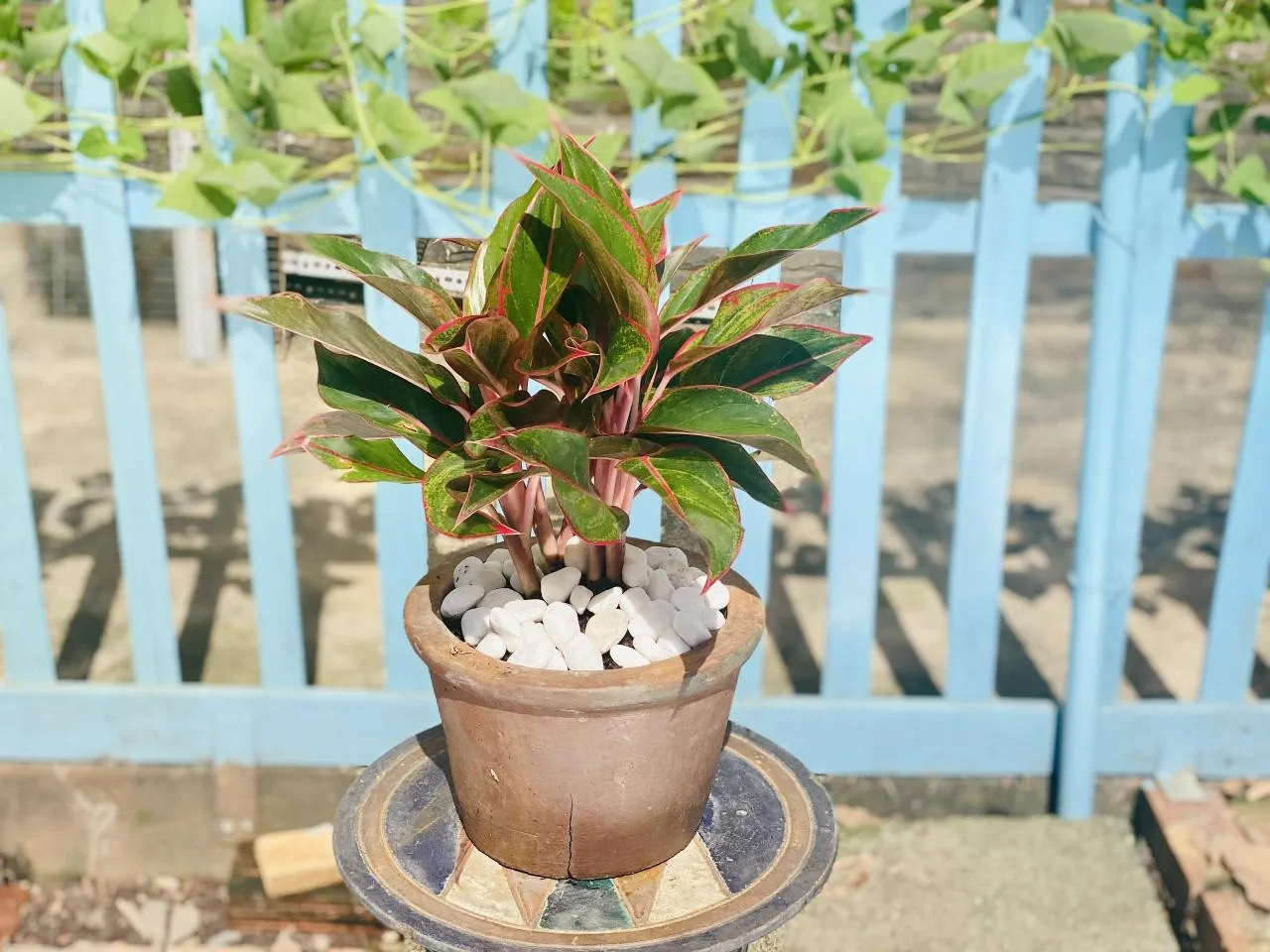 Cây phú quý có hợp mệnh thổ không - 9