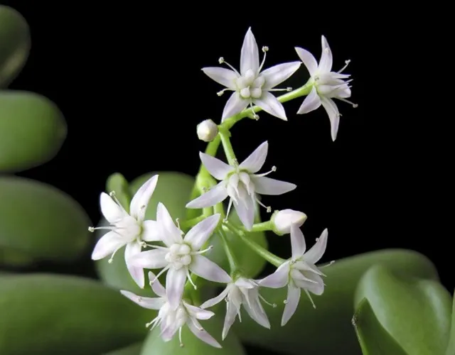 Hoa của cây Ngọc Bích