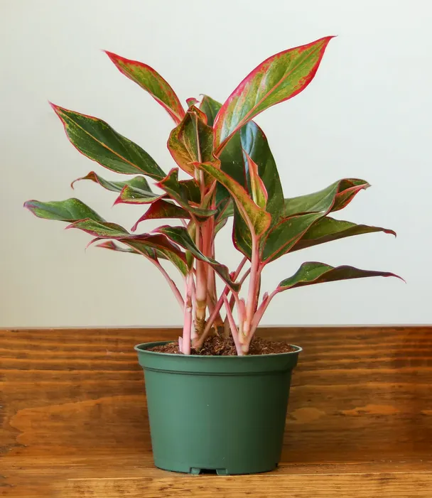 Cây phú quý có hợp mệnh thổ không - 4