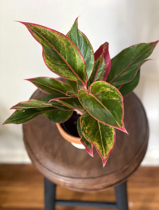 Cây phú quý có hợp mệnh thổ không - 13